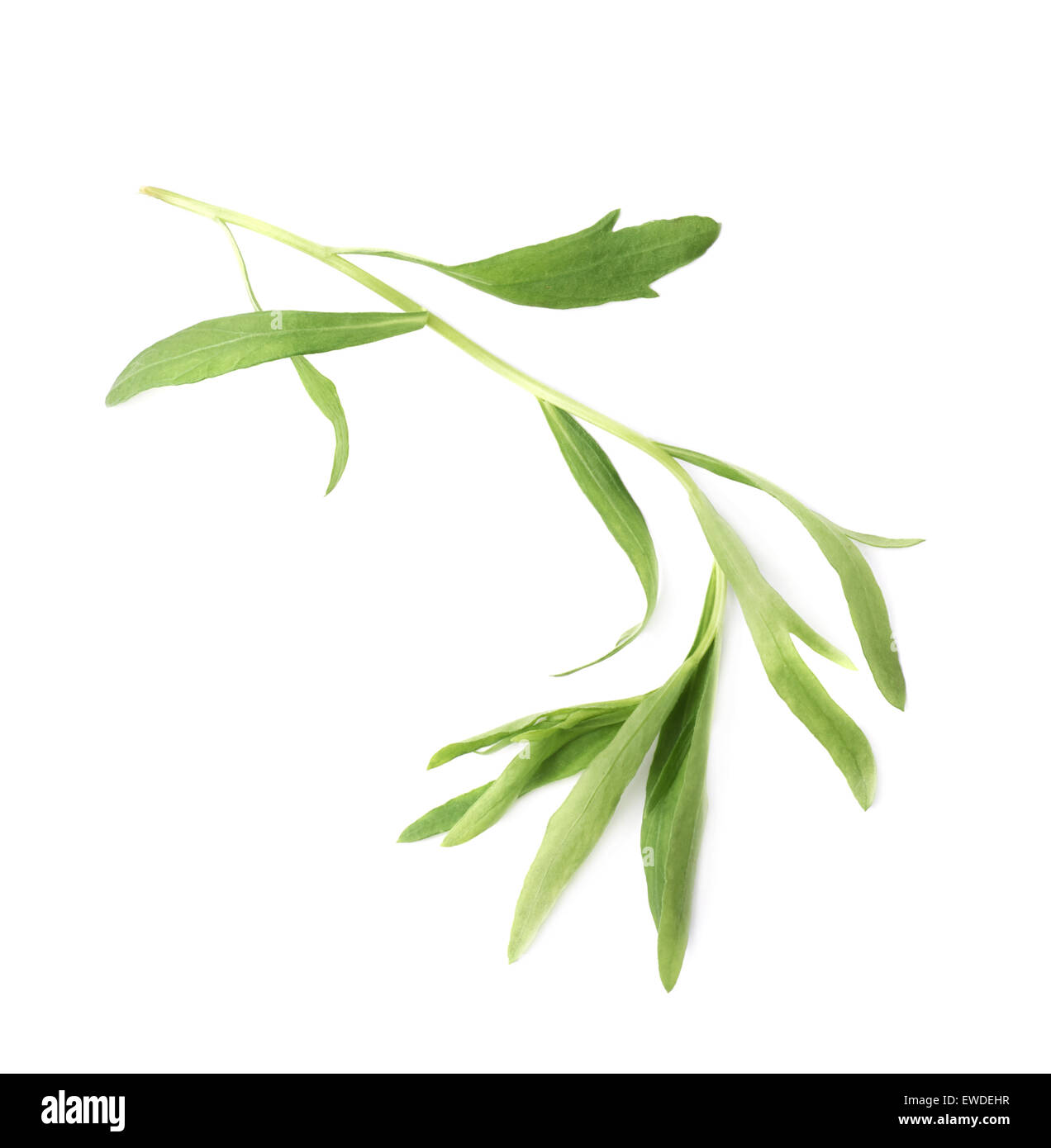 Tarragon perennial aromatic culinary herb Stock Photo
