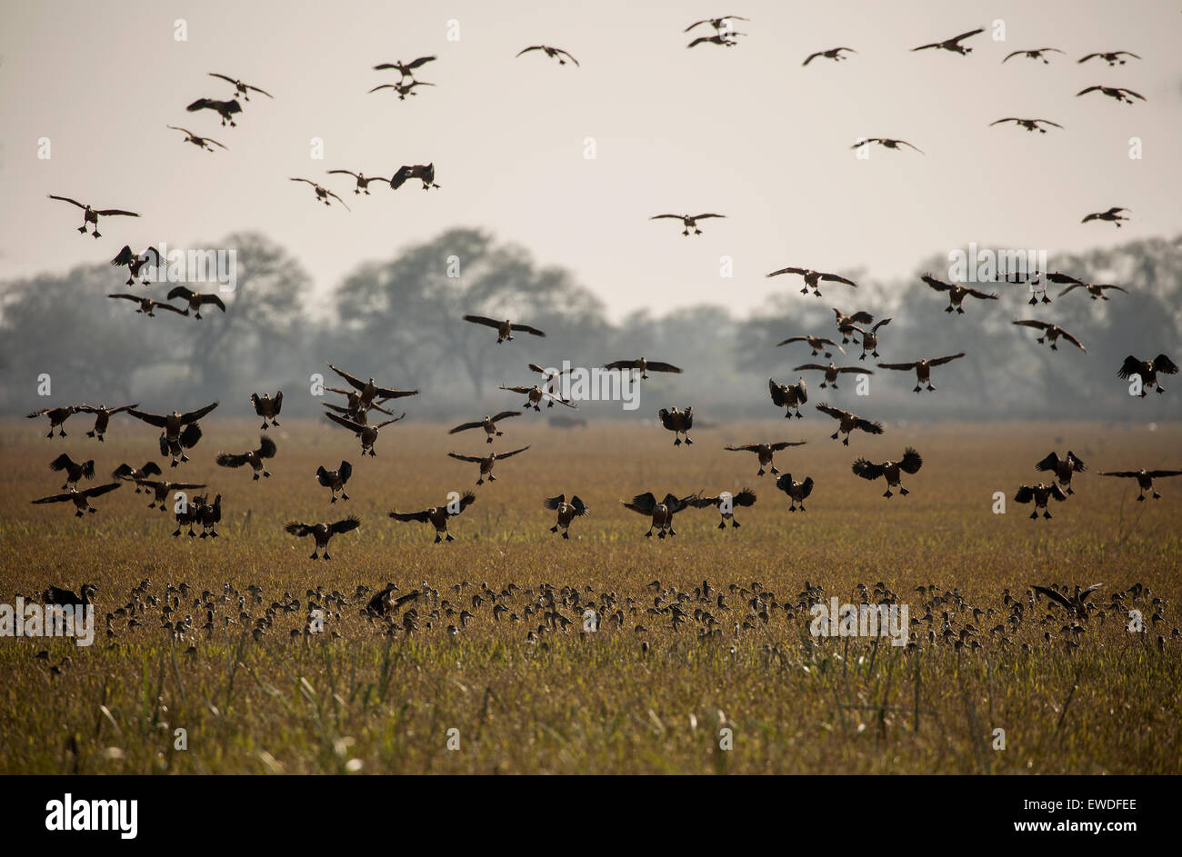 Birds flying at keoladeo national park Stock Photo