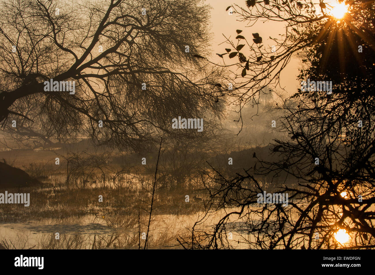 Sunrise at Keoladeo National Park, Bharatpur Stock Photo