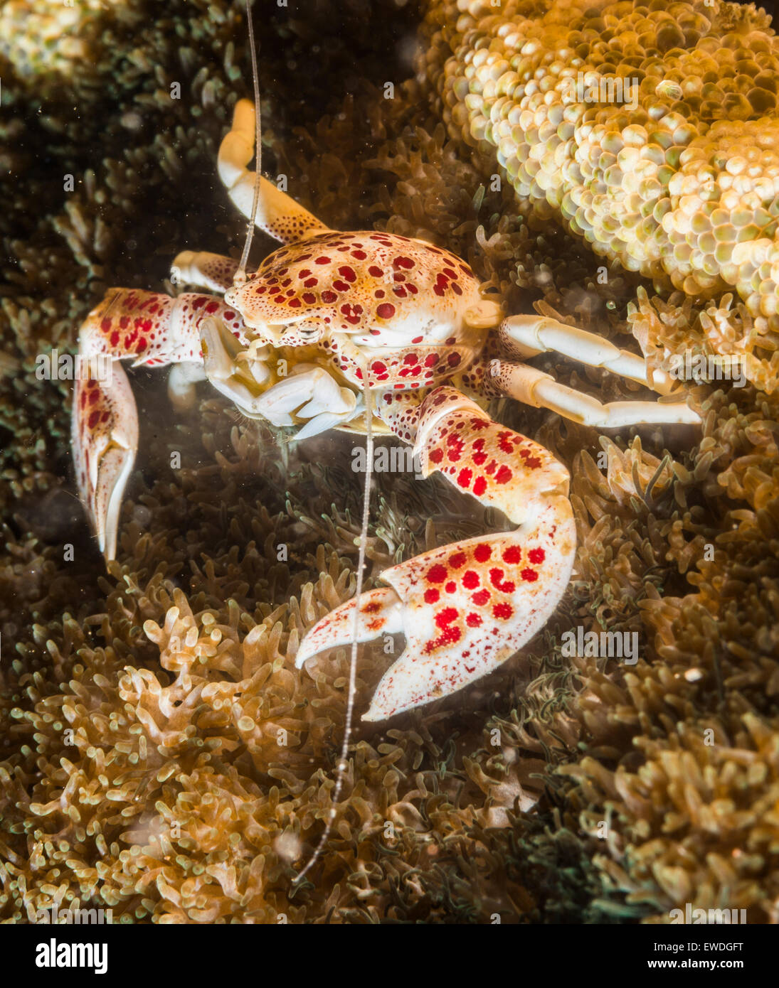 Porcelain crab on a coral Stock Photo