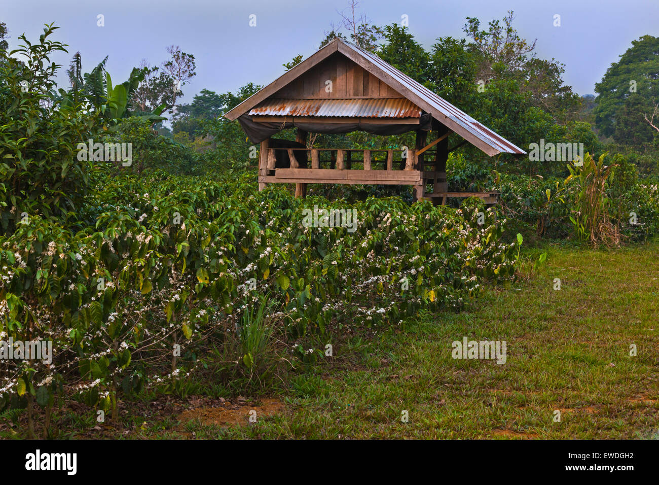 COFFEE PLANTS in bloom on the BOLAVEN PLATEAU near PAKSE - SOUTHERN, LAOS Stock Photo