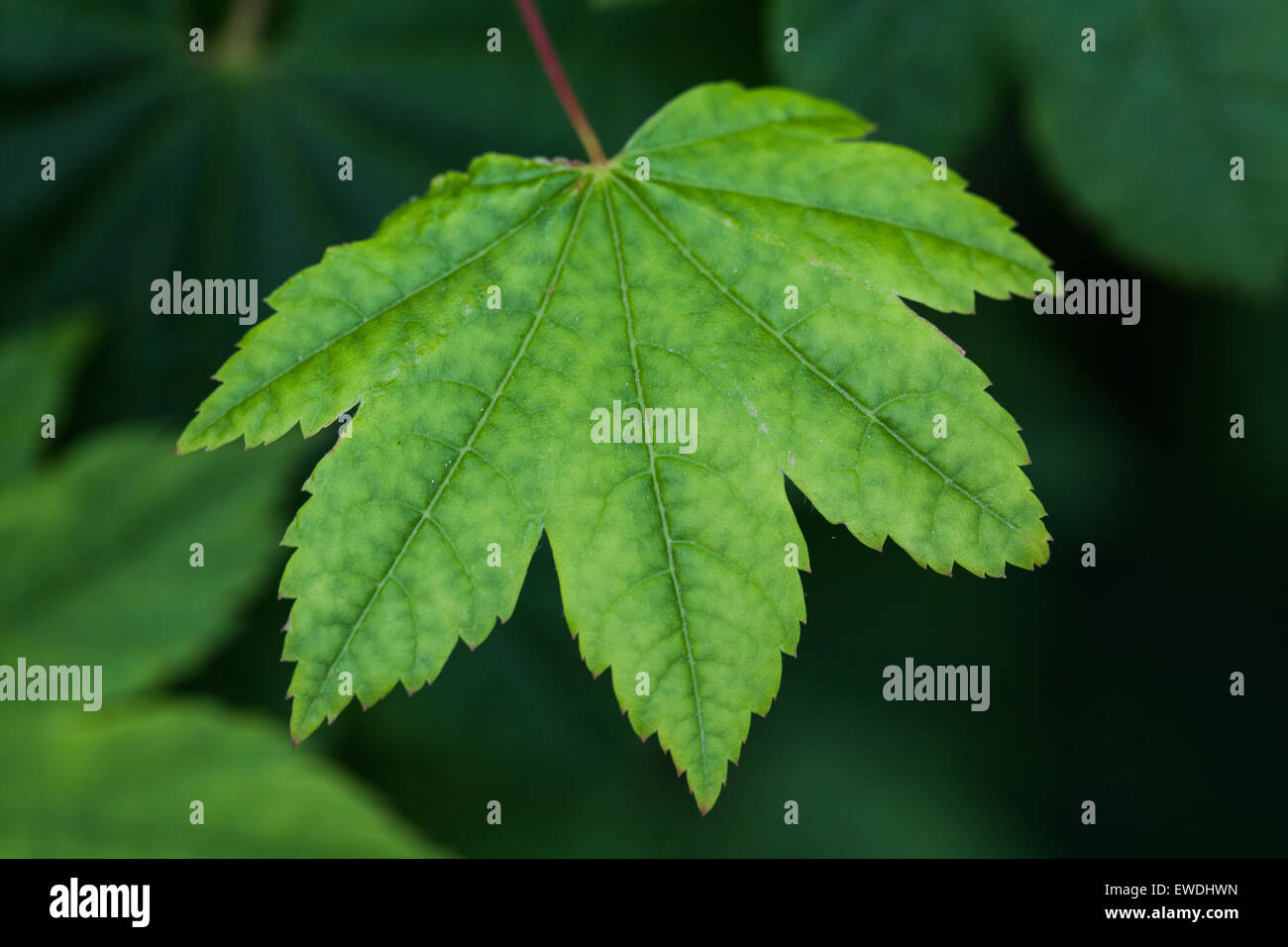 Abstract image of a newly formed Maple Leaf Stock Photo