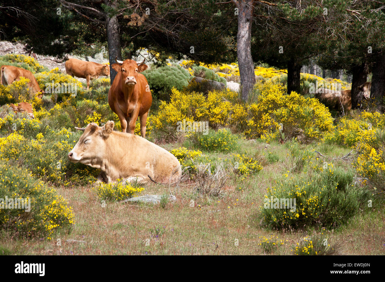 Cows grazing in Casillas Mountain Pass, Iruelas Valley Natural Park, Avila, Spain Stock Photo
