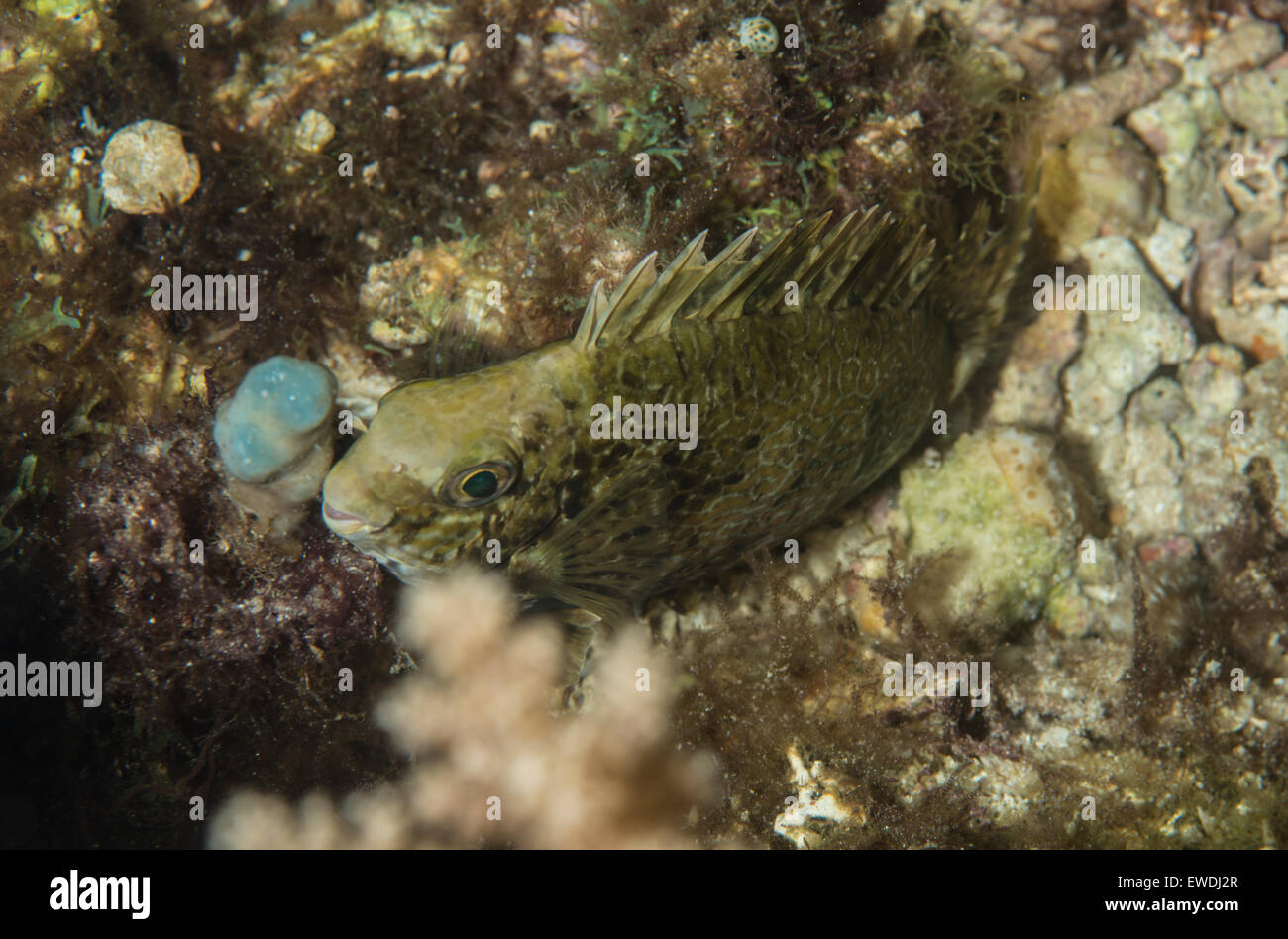 Rabbitfish camouflaged on the ocean floor Stock Photo