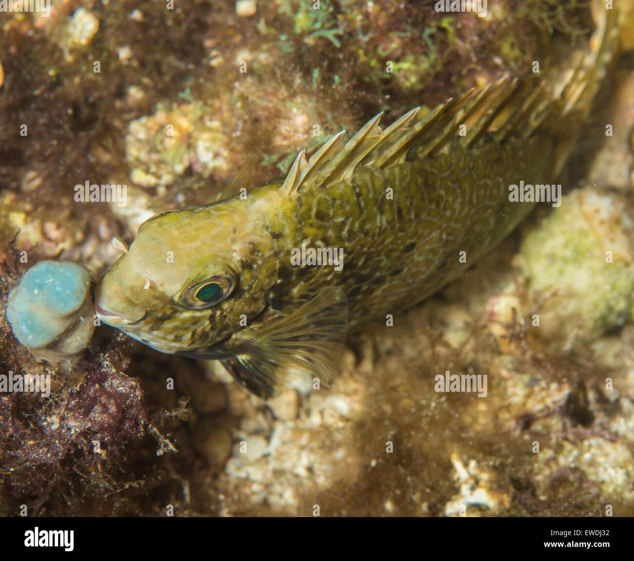 Rabbitfish camouflaged on the ocean floor Stock Photo