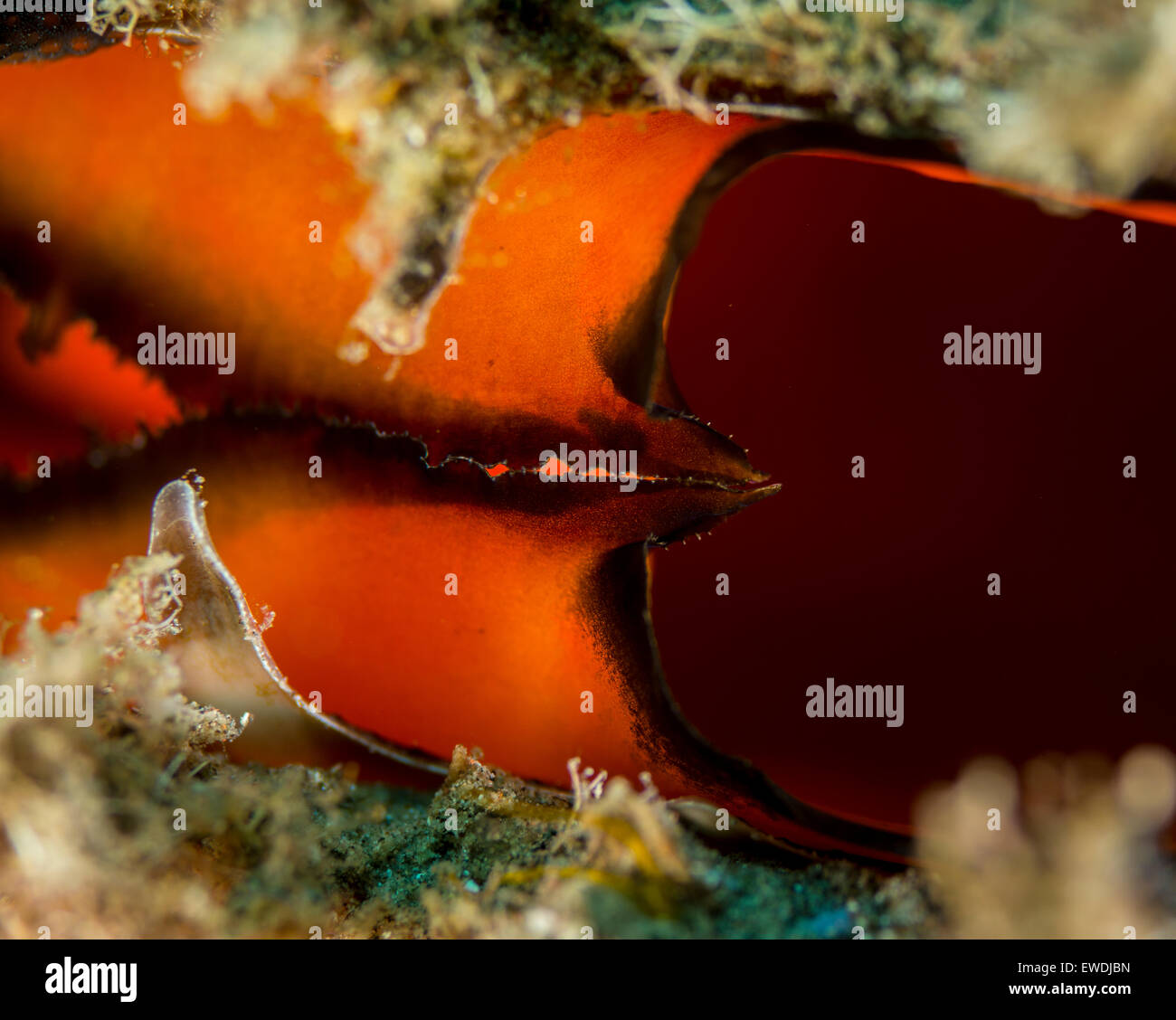 Detail of a razor clam Stock Photo