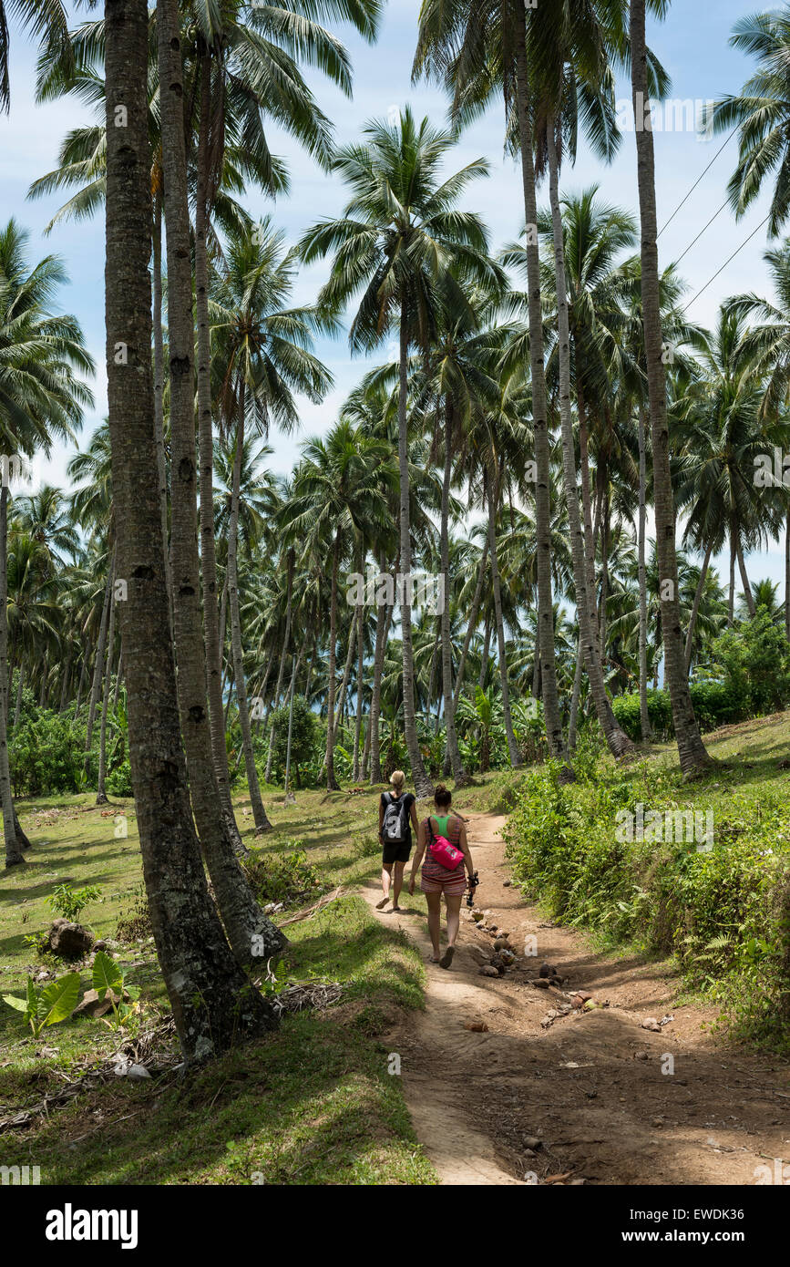 Coconut Tree Rainforest