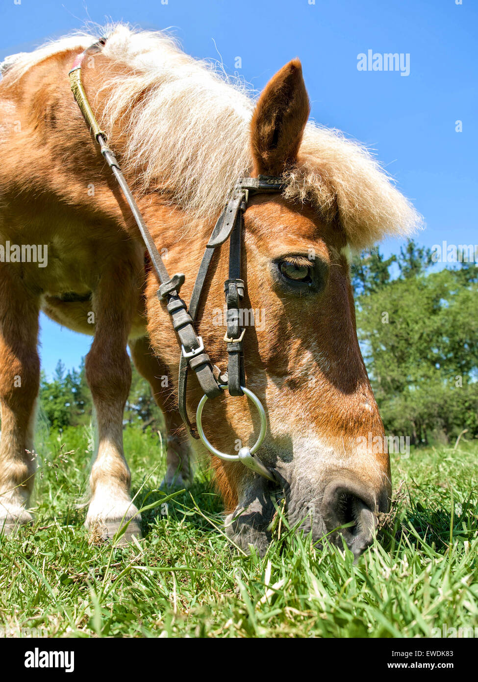 A pony eating at prairie Stock Photo