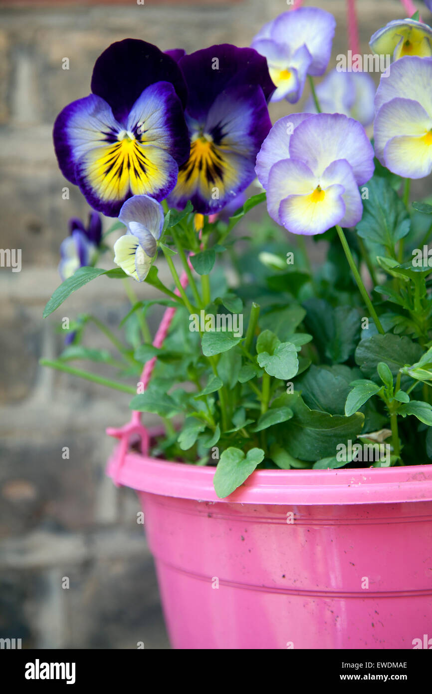 Violas an Pansies in Hanging Basket Stock Photo Alamy