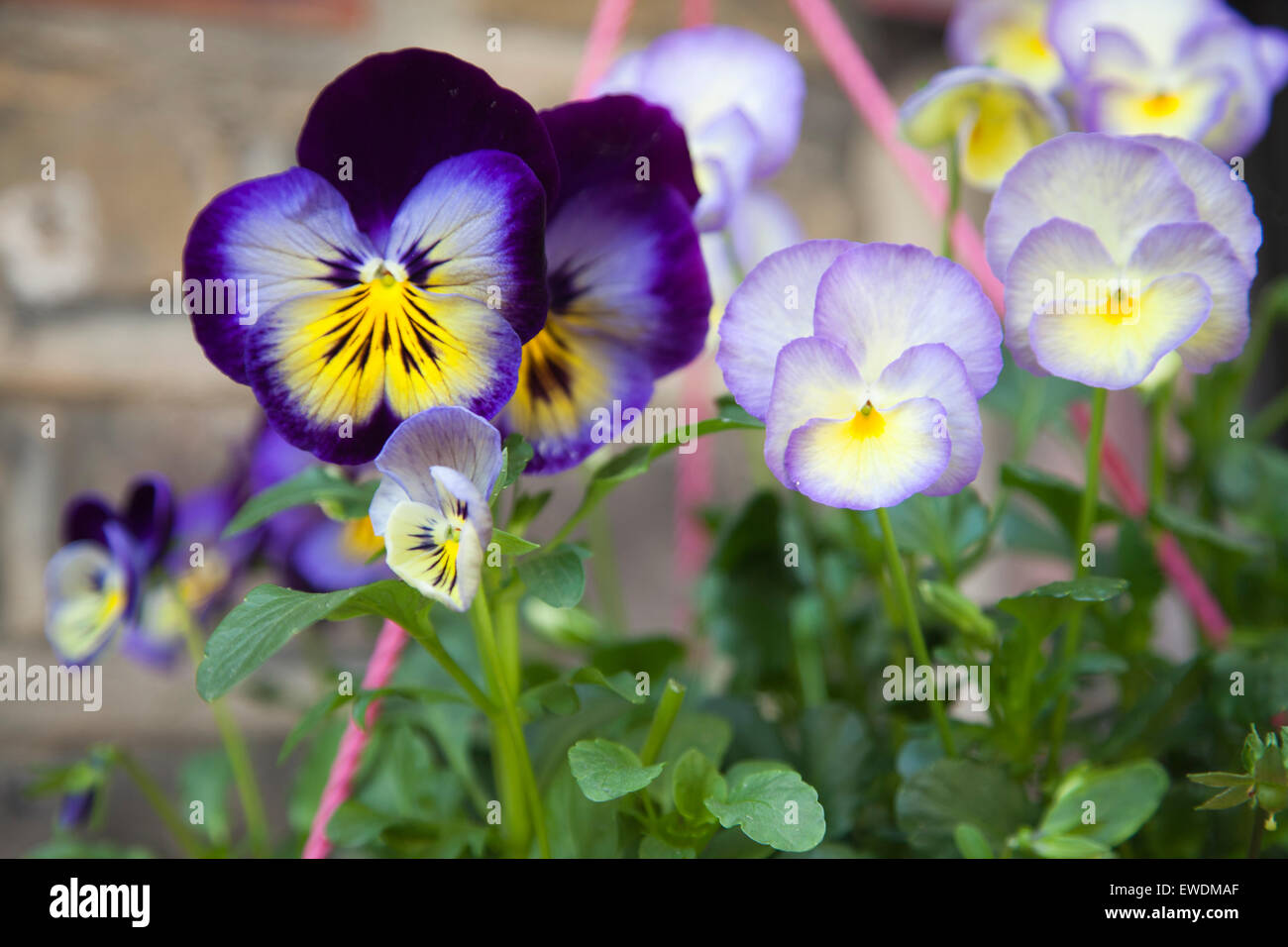 Violas an Pansies in Hanging Basket Stock Photo Alamy