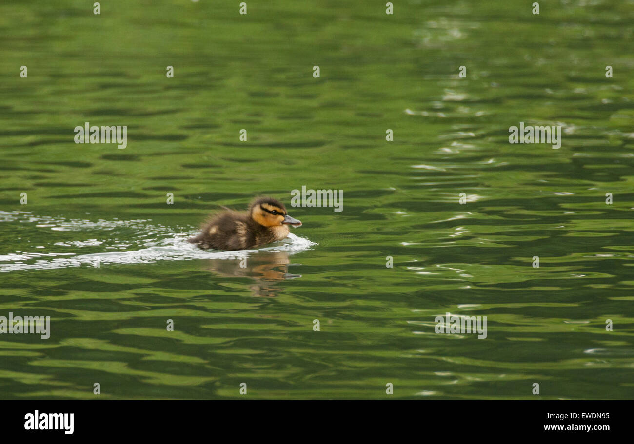 Mallard duck Stock Photo