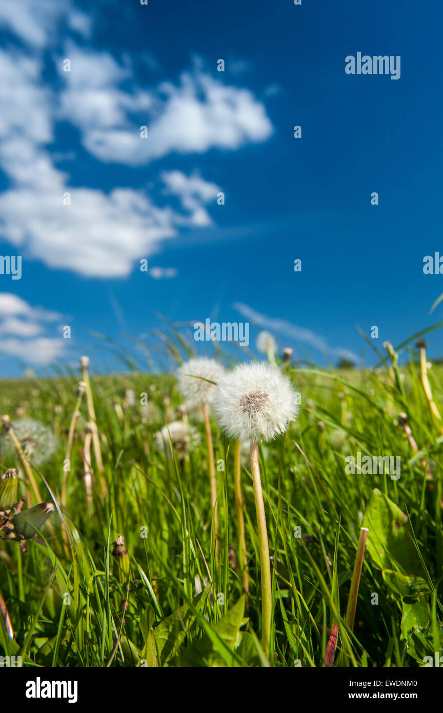 Dandelion clock in meadow against a summer sky. Cumbria, UK Stock Photo ...