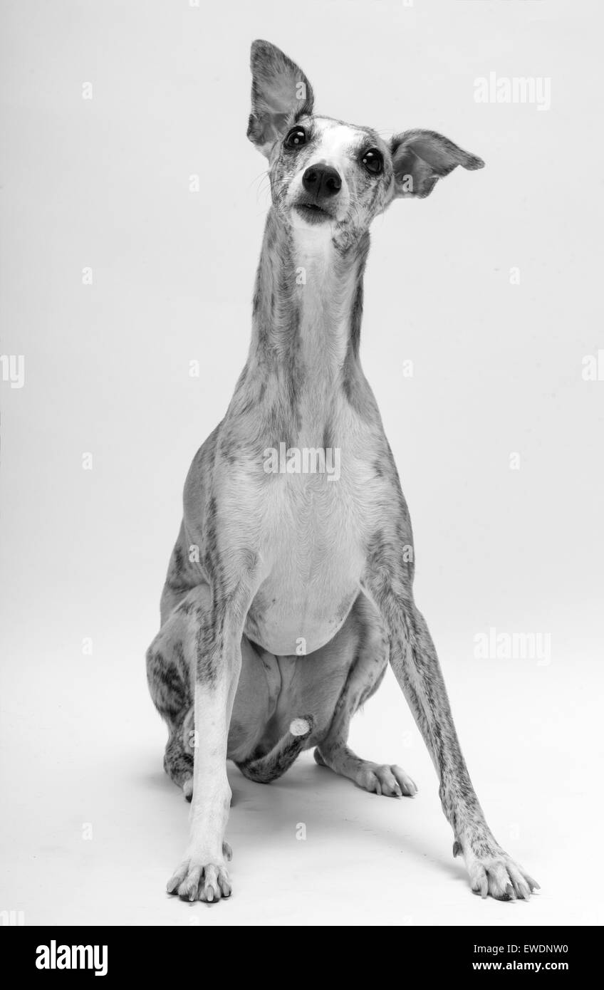 Black Whippet Stock Photos Black Whippet Stock Images Alamy
