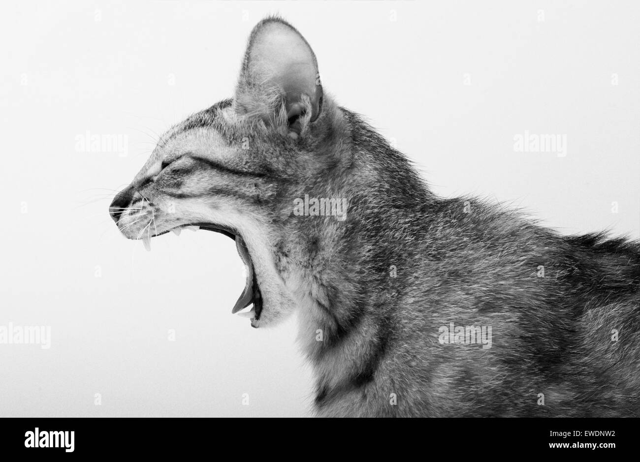 This image shows a Iggy, a 7 month old cat, yawning, against a white background in Hong Kong on 21 June 2015 Stock Photo