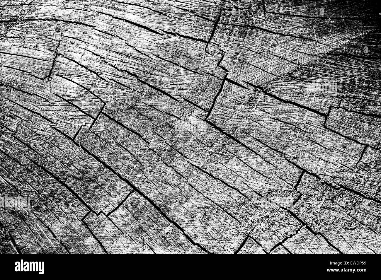 Closeup in black and white of a cut wood tree trunk Stock Photo - Alamy