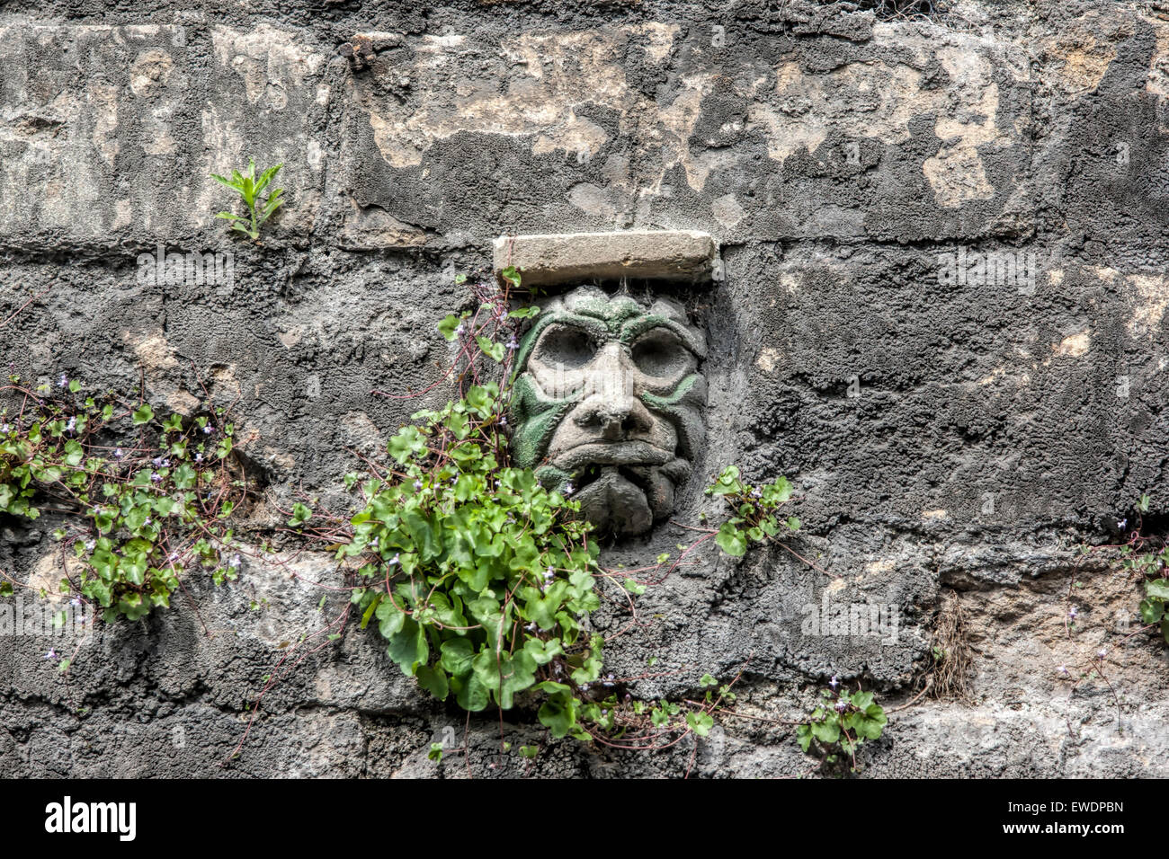 Stone statue carved in Bath Stone in the wall at Walcot Street in Bath with green foliage. One of a collection of grotesques. Stock Photo