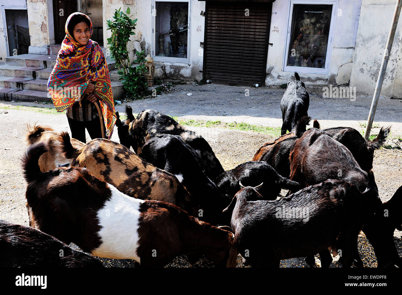 Indian Goat Hi Res Stock Photography And Images Alamy