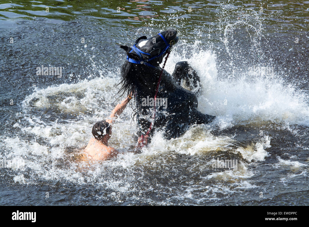 Horses being washed / ridden in the River Eden in Appleby at the Appleby Horse Fair 2015. Stock Photo