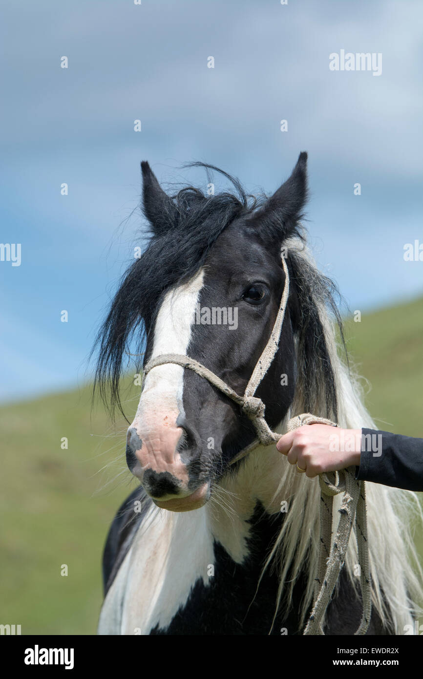 Lady holding a pony, Cumbria, UK. Stock Photo