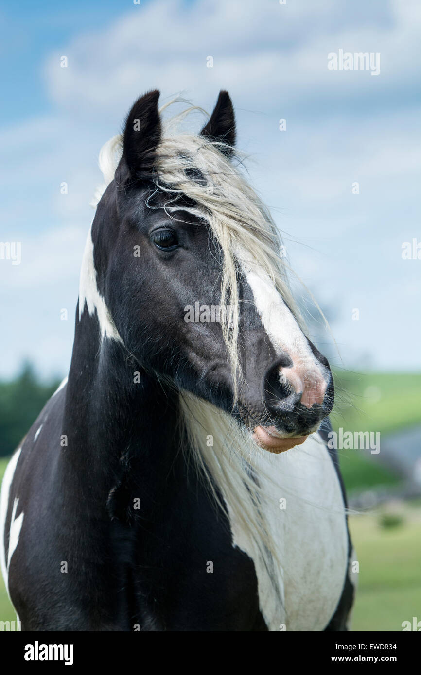 Gypsy Cob horse roaming on moorland , Cumbria, UK. Stock Photo