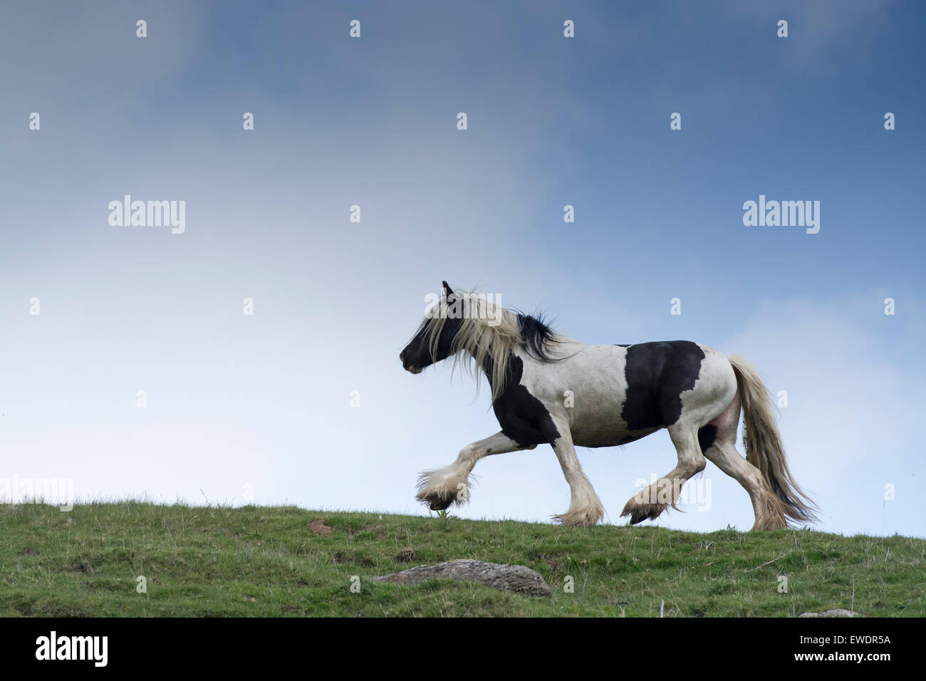 Gypsy Cob horse roaming on moorland , Cumbria, UK. Stock Photo