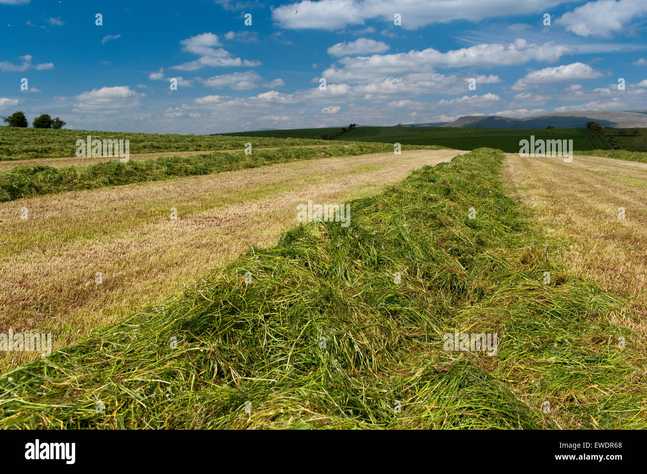 Grass ley ready for silage in a meadow, Cumbria, UK Stock Photo