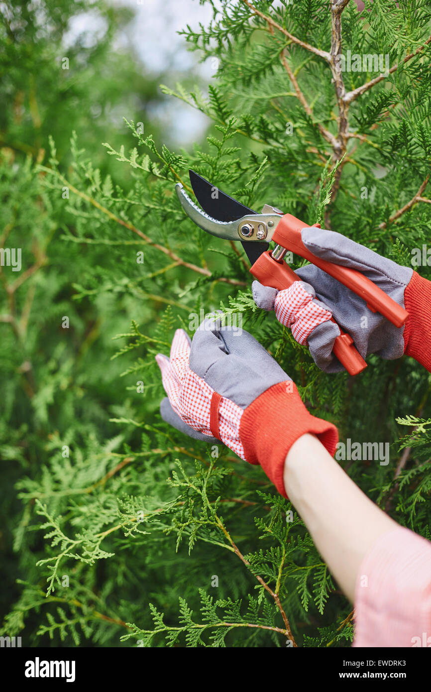 Female farmer with scissors cutting thuja branches Stock Photo Alamy