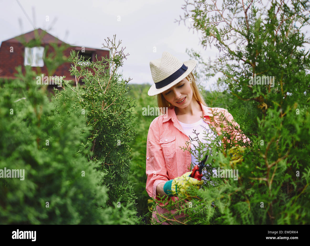Young woman taking care of thuja in the garden Stock Photo