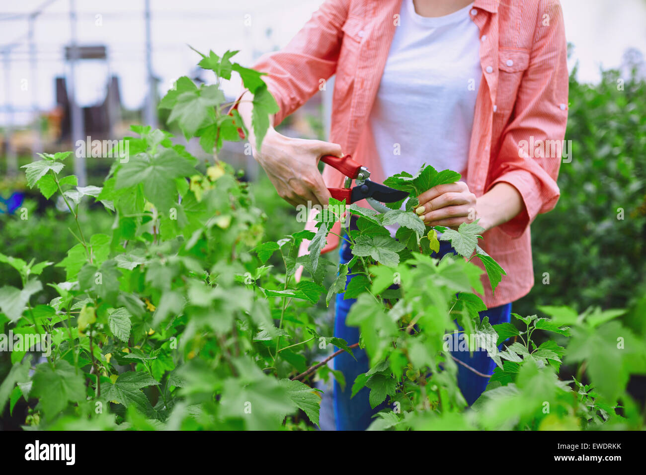 Young gardener cutting blackcurrant leaves Stock Photo Alamy