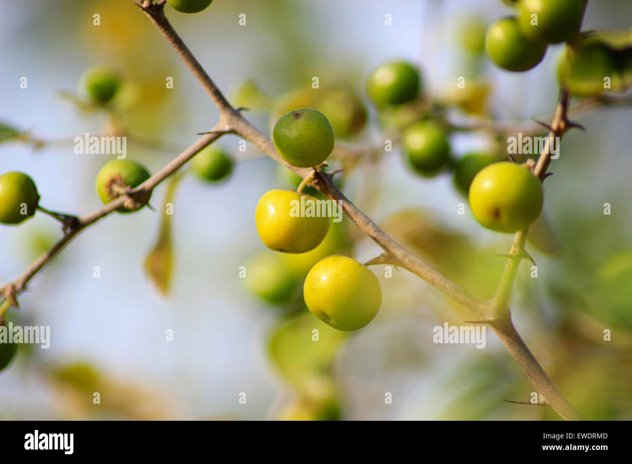 INDIAN JUJUBE TREE, Pune Stock Photo Alamy