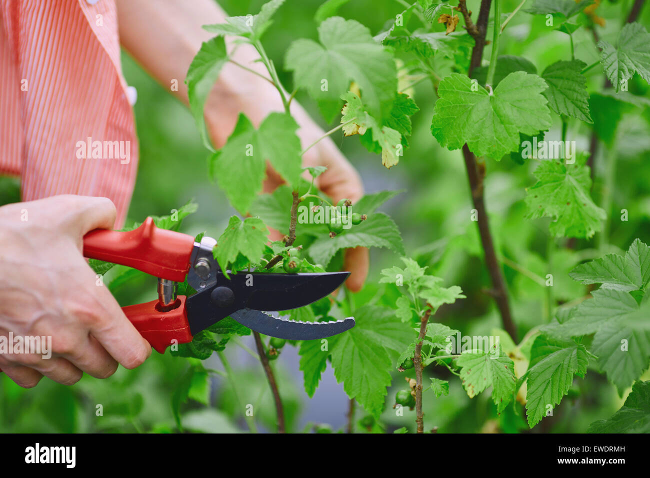 Female gardener cutting blackcurrant branches Stock Photo