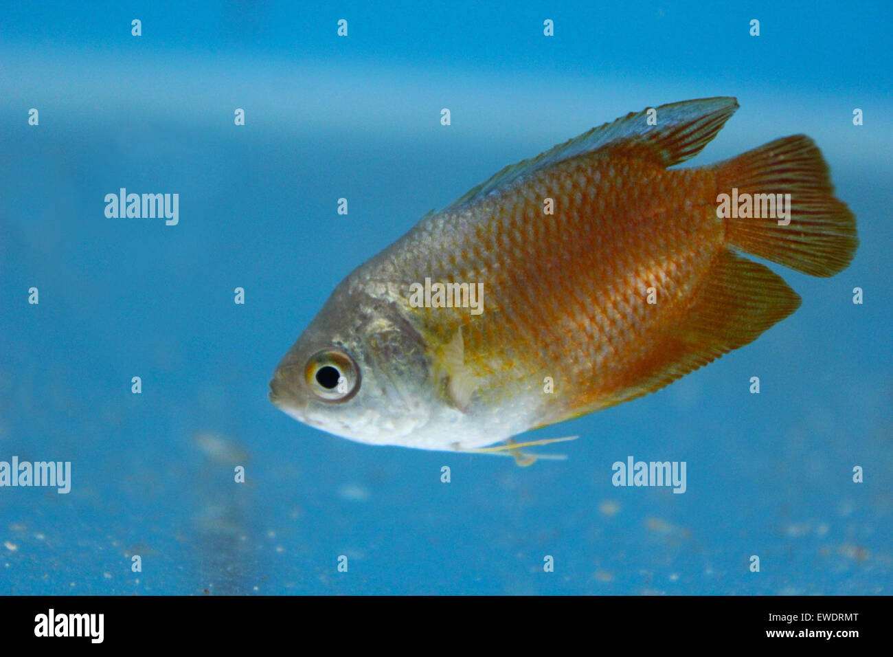 Tropical aquarium fish, Pune Stock Photo Alamy