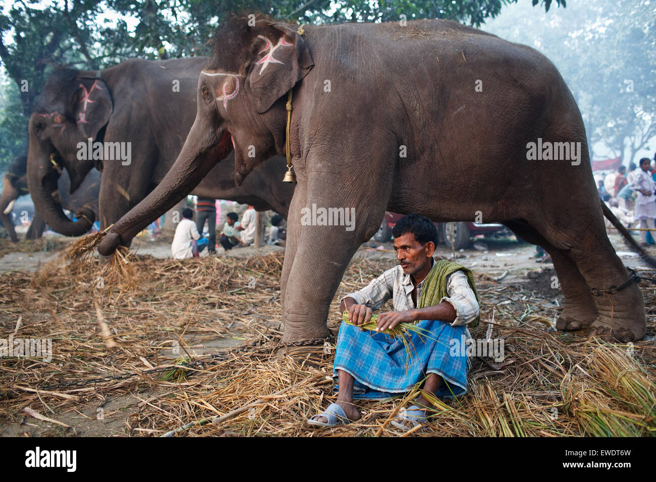 Mahout (elephant keeper) and elephants at Sonepur Mela, Biar, India. Stock Photo