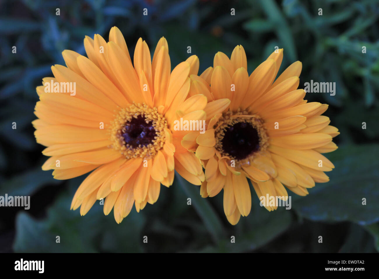 Beach Sunflower, Helianthus debilis, Cucumberleaf Sunflower, Pune Stock Photo