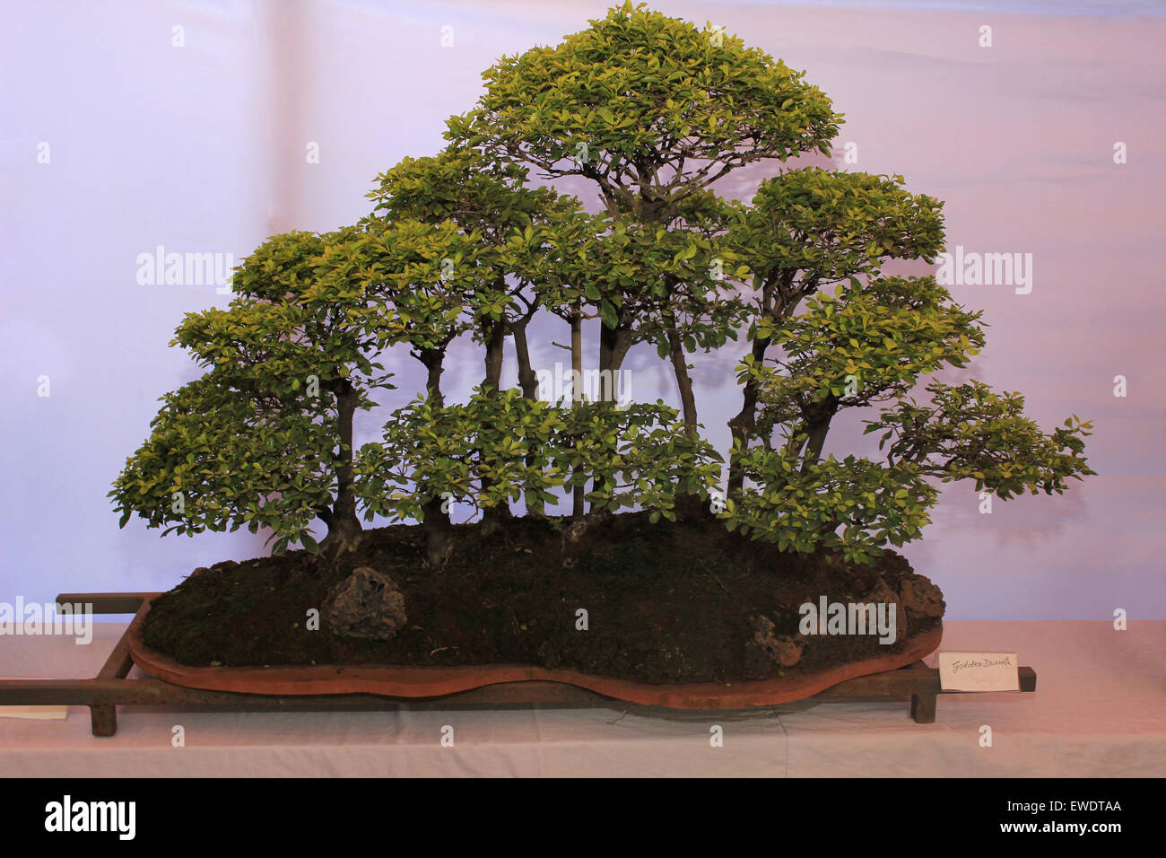 Page 2 - Bonsai Plant High Resolution Stock Photography and Images - Alamy Page 2 - Bonsai Plant High Resolution Stock Photography and Images - Alamy
