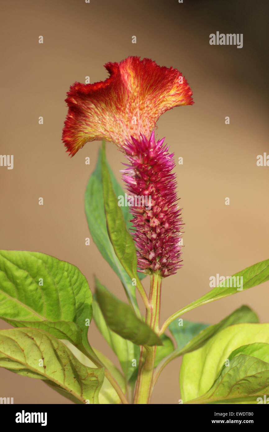 Celosia brain hi-res stock photography and images - Alamy