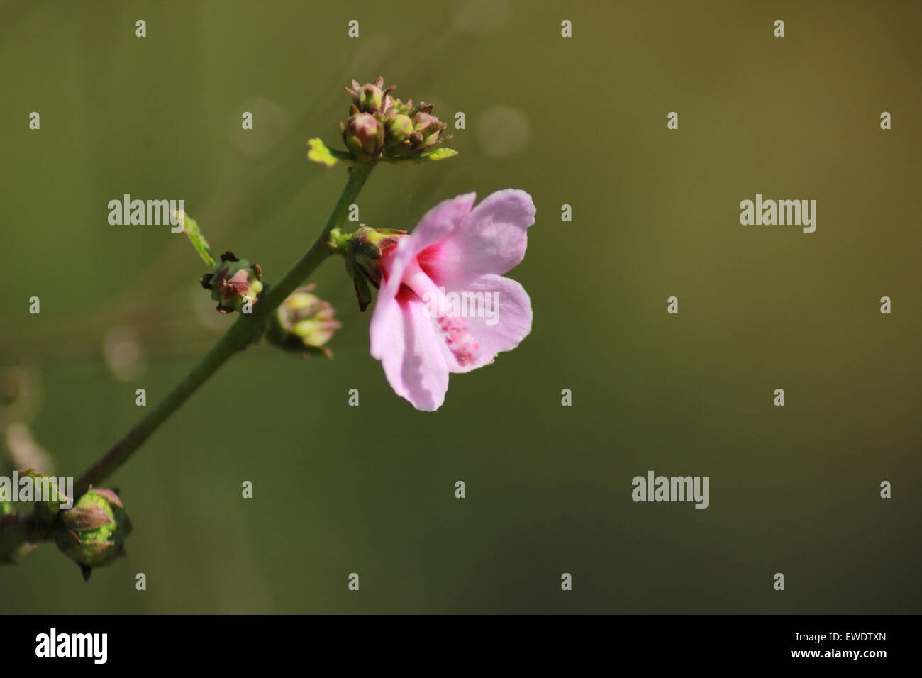 Hollyhock (alcea rosea) fam malvaceae, Pune, Maharashtra, India Stock Photo