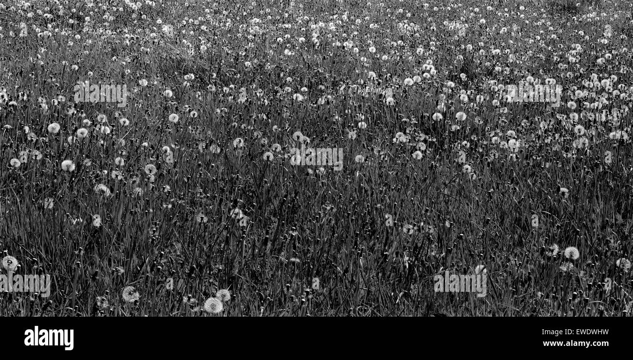 Dandelion seed heads in Cambridgeshire field Stock Photo