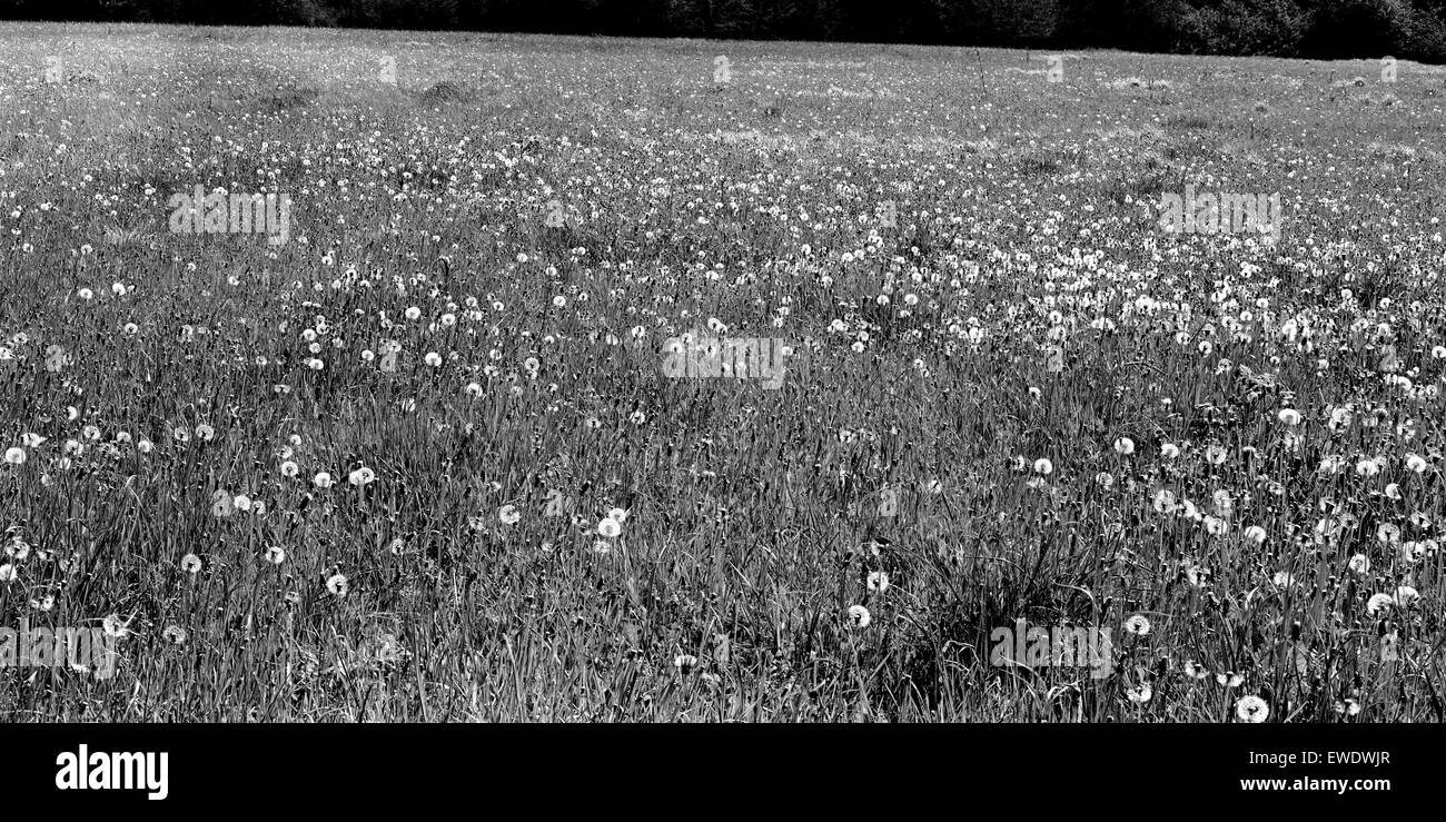Dandelion seed heads in Cambridgeshire field Stock Photo