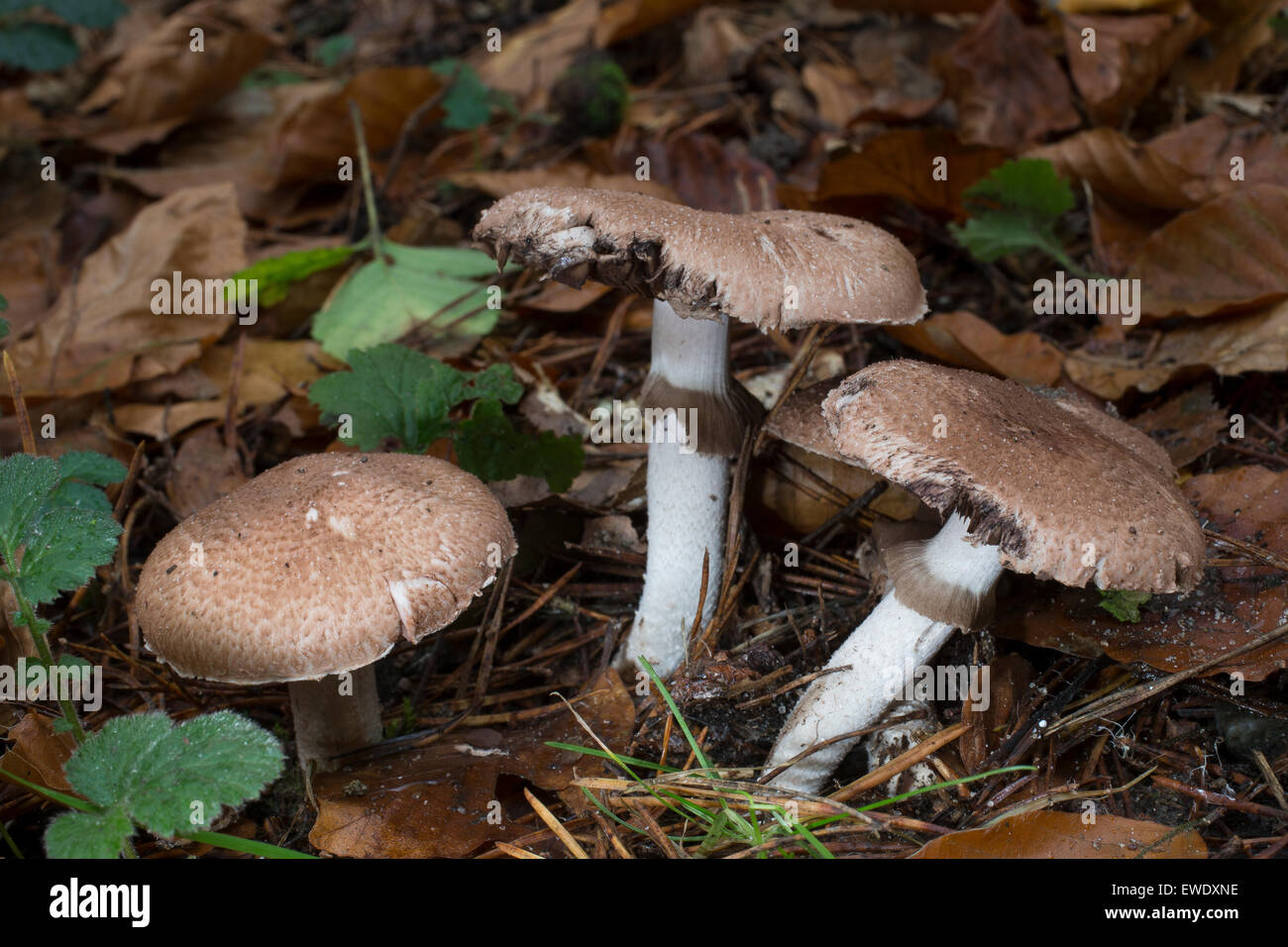 Scaly wood mushroom, Great Wood Mushroom, Großer Blutegerling, Großsporiger Waldchampignon, Wald-Champignon, Agaricus langei Stock Photo