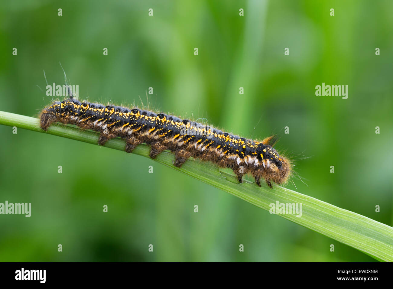 Drinker, caterpillar, Grasglucke, Gras-Glucke, Trinkerin, Raupe, Philudoria potatoria, Euthrix potatoria, Buveuse, Bombyx buveur Stock Photo