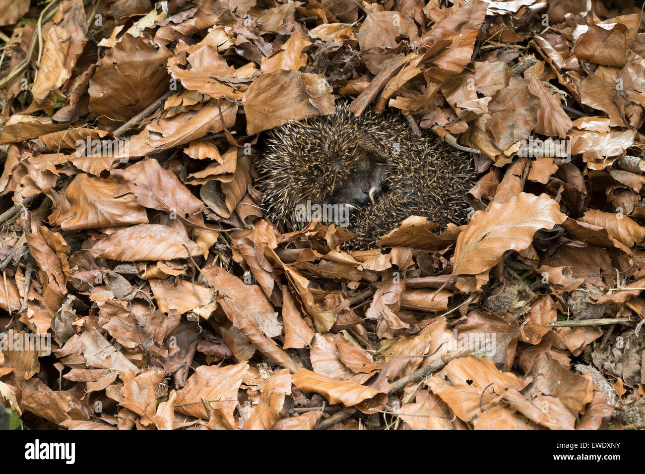 European hedgehog, hibernation, overwinter survival, Europäischer Igel, Winterschlaf, Überwinterung, Erinaceus europaeus Stock Photo