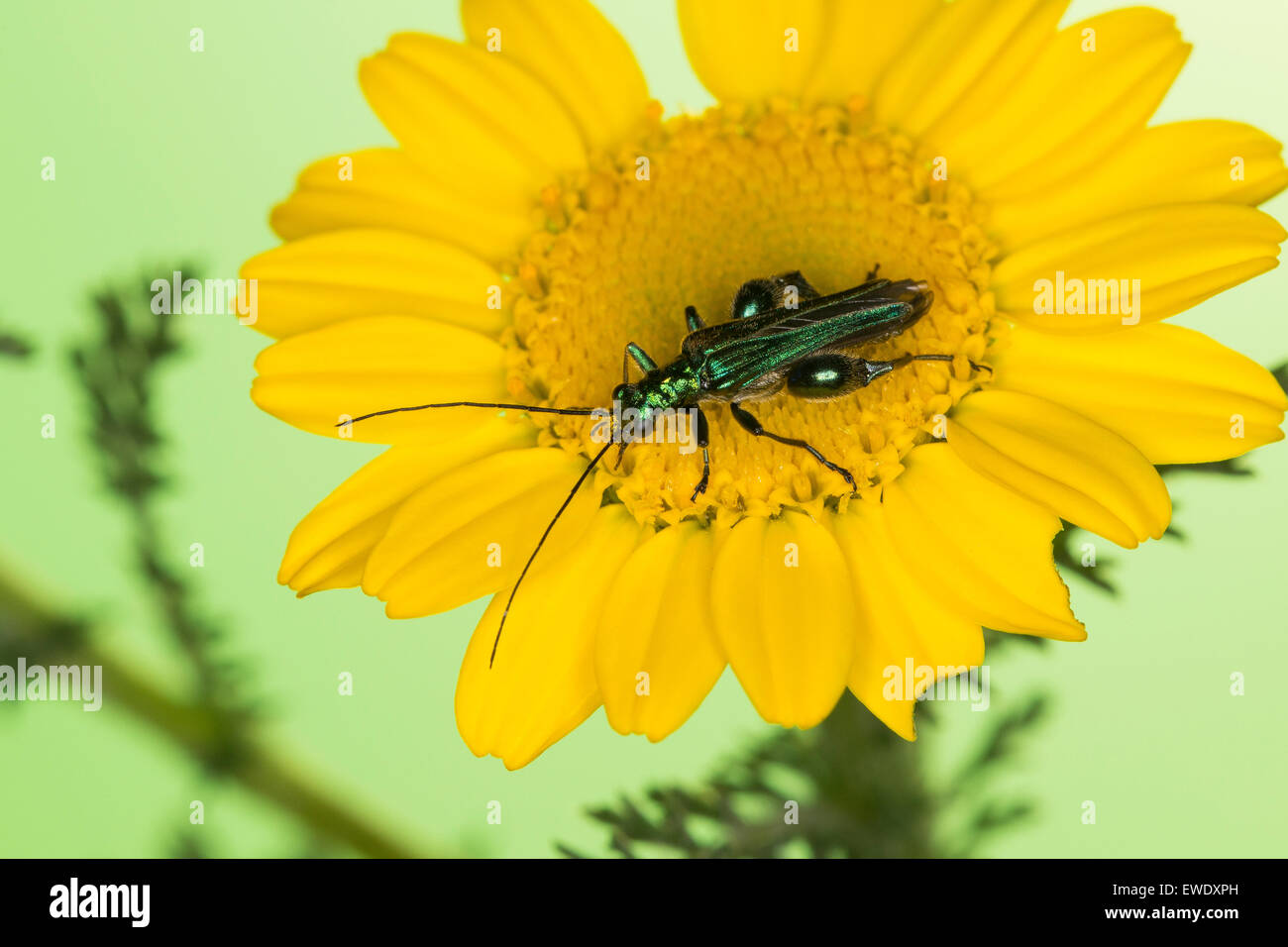 False Oil Beetle, Pollen-feeding Beetle, male, Grüner Scheinbockkäfer, Blaugrüner Schenkelkäfer, Männchen, Oedemera nobilis Stock Photo