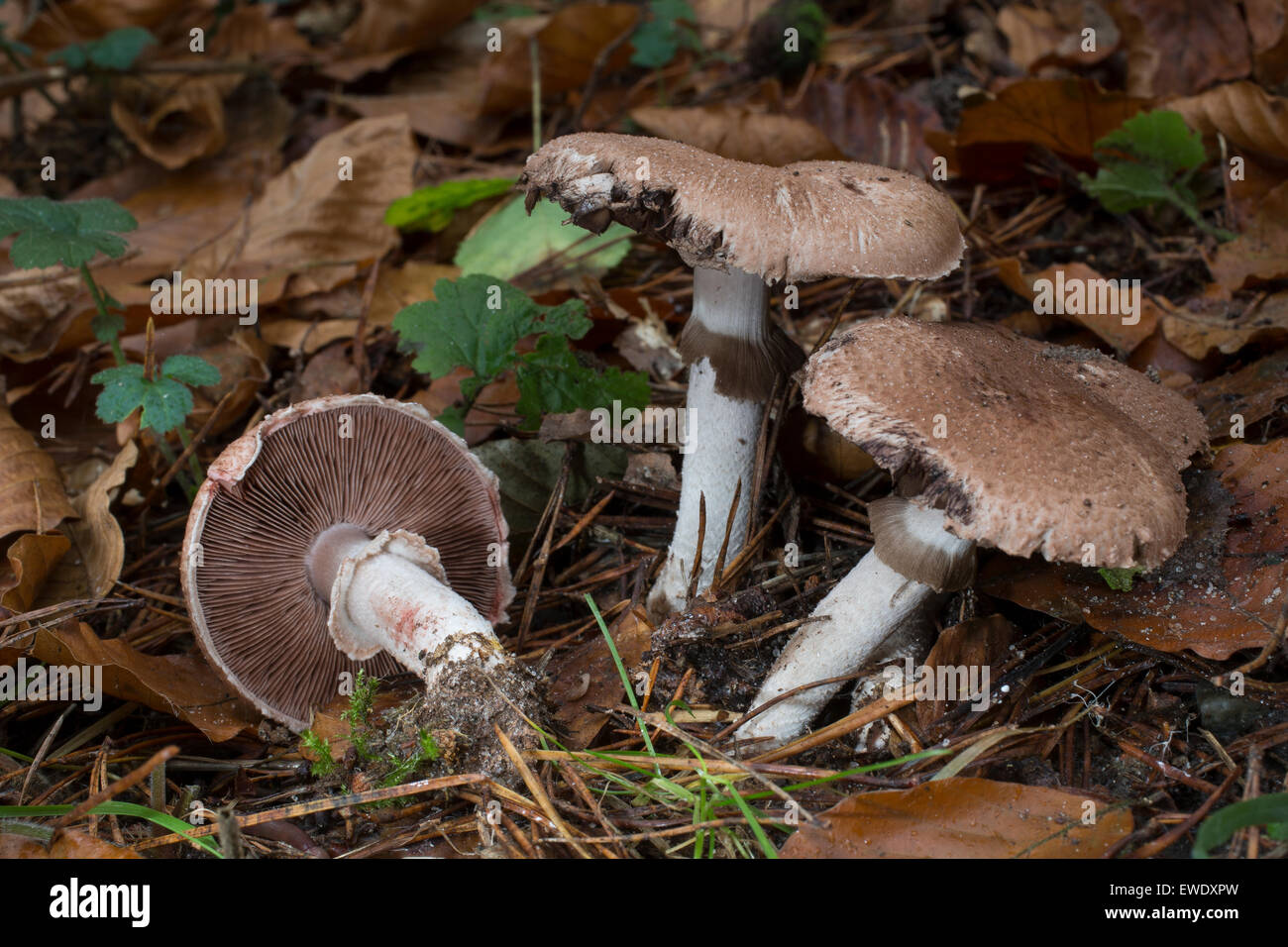 Scaly wood mushroom agaricus langei hires stock photography and images