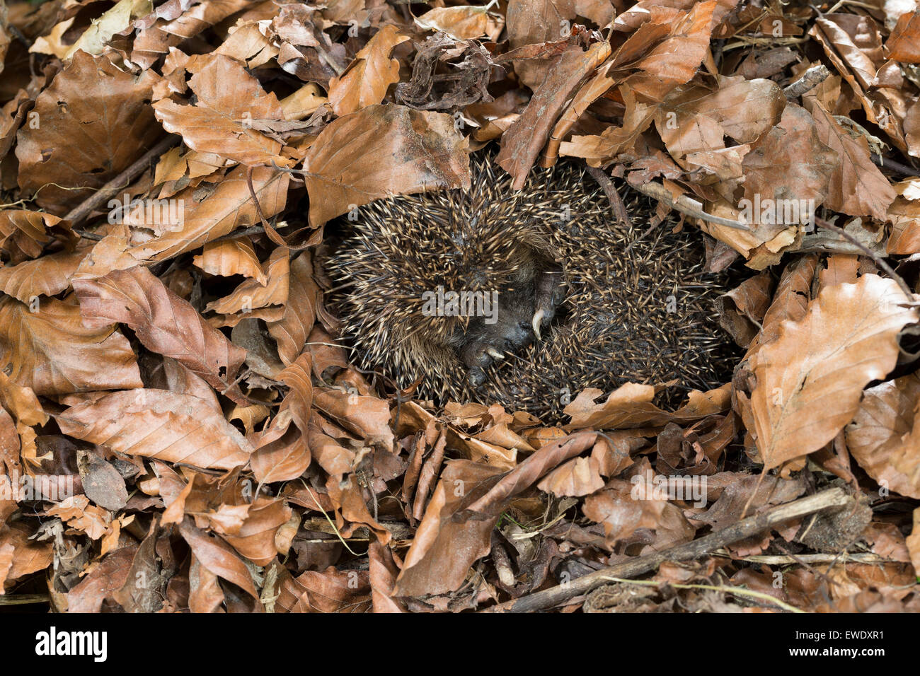 European hedgehog, hibernation, overwinter survival, Europäischer Igel, Winterschlaf, Überwinterung, Erinaceus europaeus Stock Photo