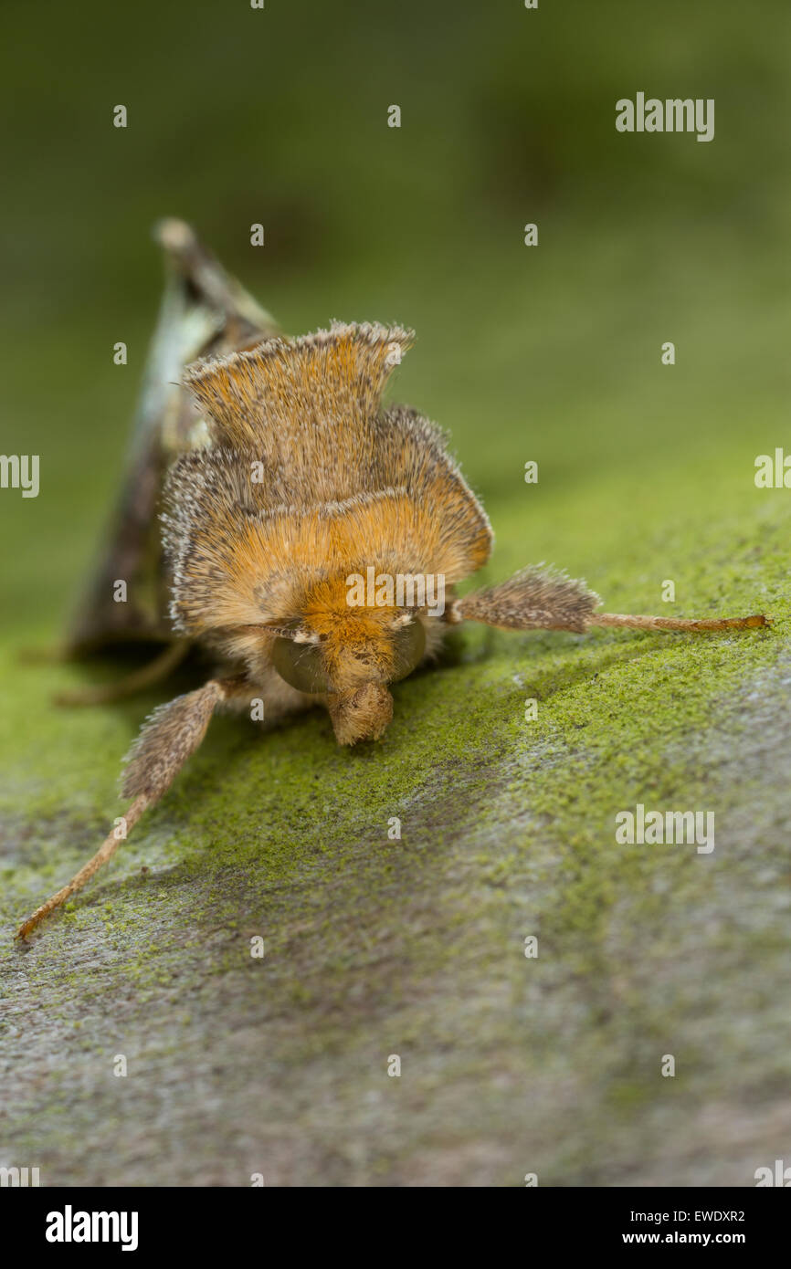 Burnished brass, Messingeule, Messing-Eule, Diachrysia chrysitis, Plusia chrysitis, Phytometra chrysitis, Eulenfalter, Noctuidae Stock Photo