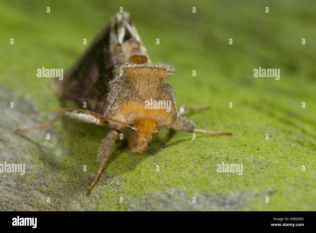 Burnished brass, Messingeule, Messing-Eule, Diachrysia chrysitis, Plusia chrysitis, Phytometra chrysitis, Eulenfalter, Noctuidae Stock Photo