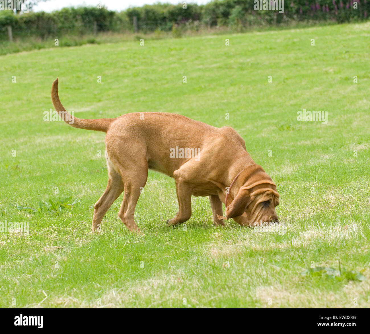 bloodhound on the trail Stock Photo Alamy