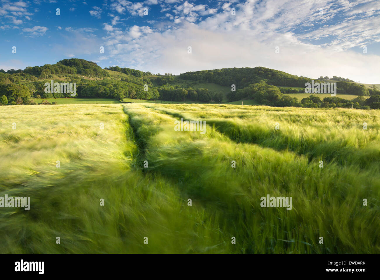 A field of barley crop blowing in the wind in East Sussex, England, UK Stock Photo