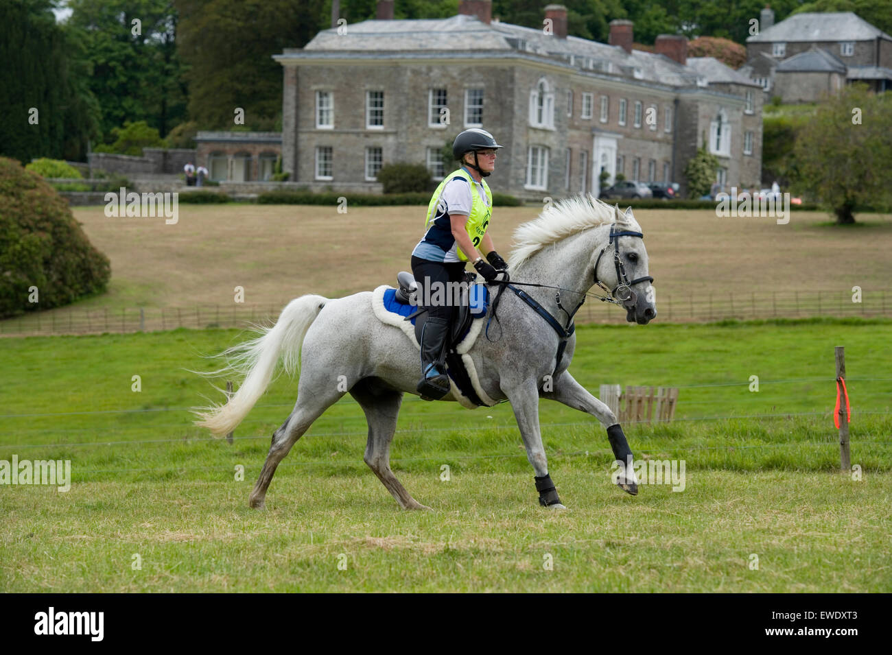 grey arab horse competing in endurance race at Boconnoc house Stock Photo